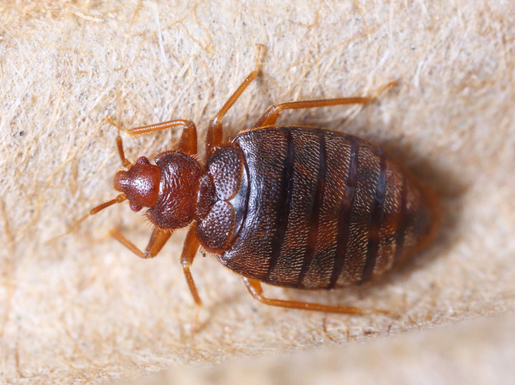 brownish red bed bug, top view